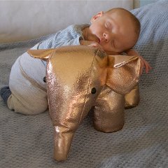 IMG 531